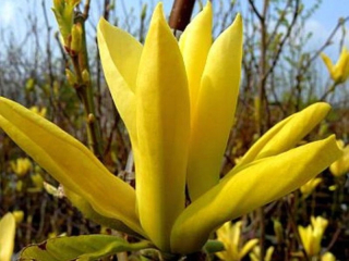 MAGNOLIA ŽLTÁ ŽLTÁ RIEKA VEĽKÉ KVETY MRAZUJÚCE